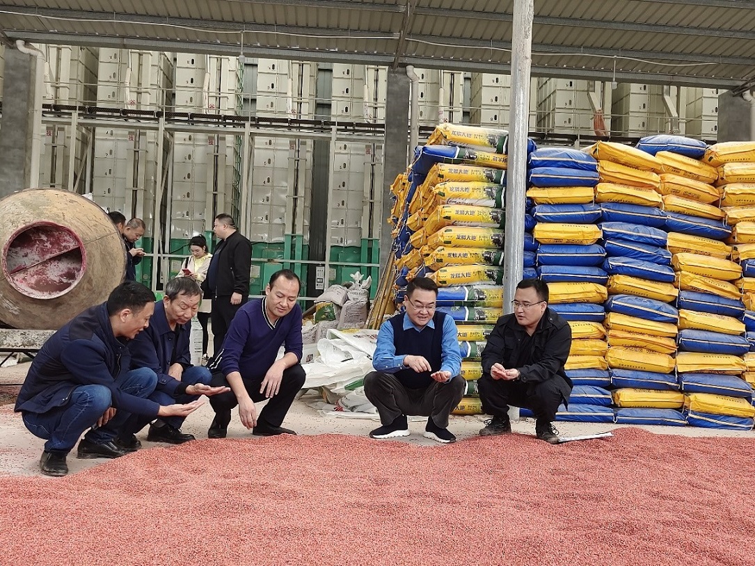 集團公司黨委書記、董事長鄧華一行前往仁壽種植基地調研